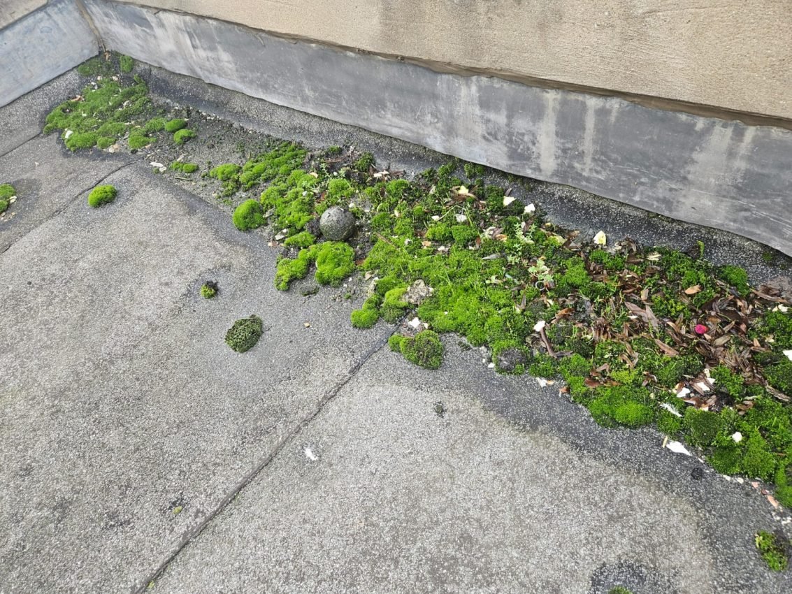 IMG-20251125-WA0008